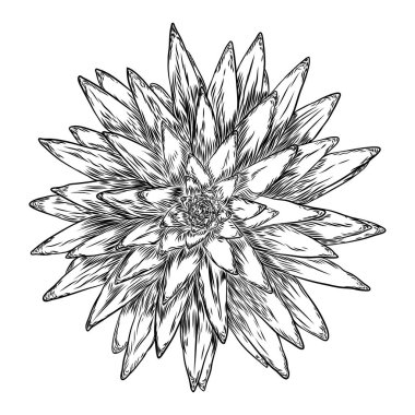 Etli kaktüs çiçeği, elle çizilmiş terrarium Echeveria kaktüsler. W