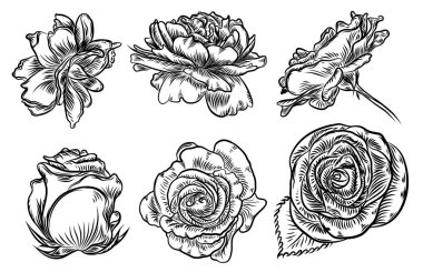 Elle çizilmiş gül etch Stil kümesi. Gül tasarım öğeleri, çelenk bir