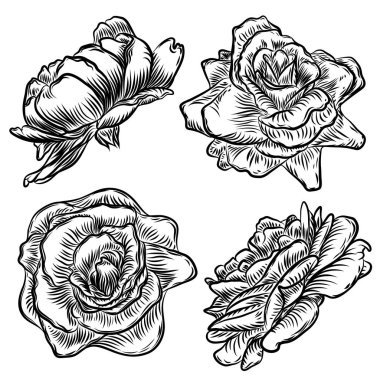 Çiçek ve gül yaprakları kümesiyle tomurcukları. Beyaz backgrou izole