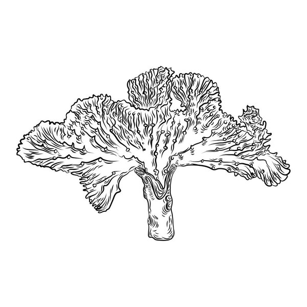 Exotic cactus family pant. Wild cactus forest elements. Hand dra