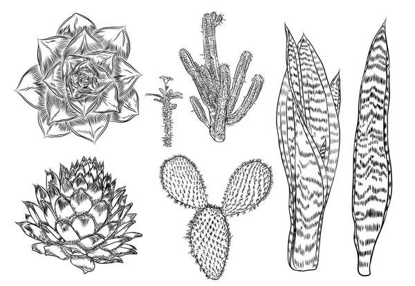 Cactus Set. Elementos del bosque de cactus silvestres con agave, saguaro y — Archivo Imágenes Vectoriales