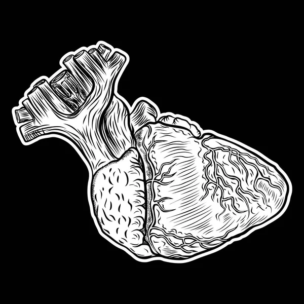 Menschliches Herz in handgezeichnetem Stil. Anatomisches Skizzenkonzept in Arbeit — Stockvektor