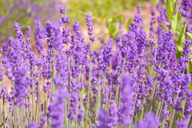 Lavantalar çiçekler. Ontario, Kanada, Prens Edward Country.