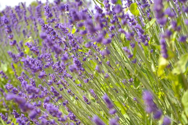 Lavender bushes closeup on sunset. Purple flowers of lavender cl — Stock Photo, Image