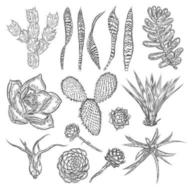 Vahşi kaktüs küme. Elle çizilmiş dikenli kaktüs. Terrarium kaktüs coll