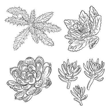 Vahşi kaktüs küme. Elle çizilmiş dikenli kaktüs. Terrarium kaktüs coll