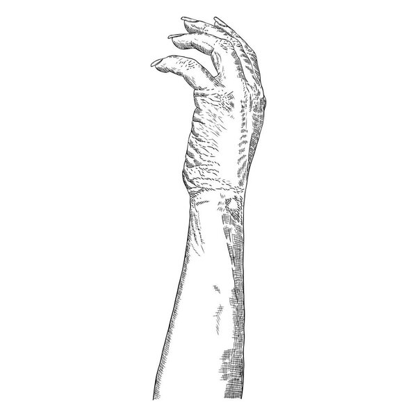 Hand drawn hand. Vector.