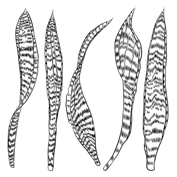 Planta Serpiente Verde y Dorada, conjunto familiar de cactus suculentos. Tre — Archivo Imágenes Vectoriales