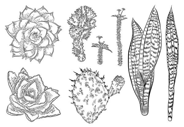 Комплект комнатных растений. Набор рисованных вручную кактусов — стоковый вектор