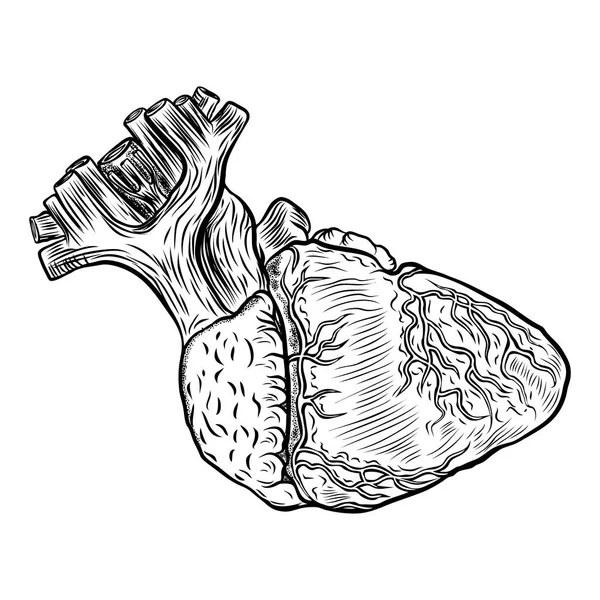 Cuore anatomico su sfondo bianco. illustrazione disegnata a mano co — Vettoriale Stock