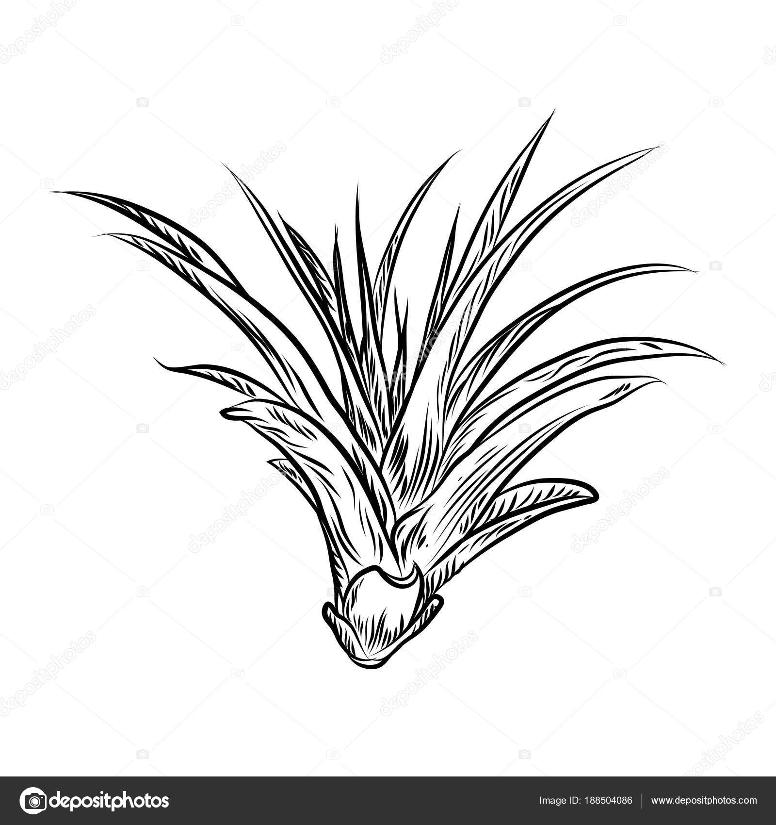 Air Plant Tillandsias Cactus For Fashion Design Cacti Mood Sket