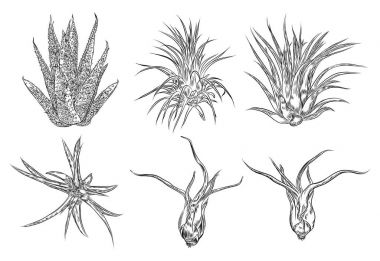 Şirin kaktüs illüstrasyonlar. El yapımı küme. Çizilmiş anahat cact el