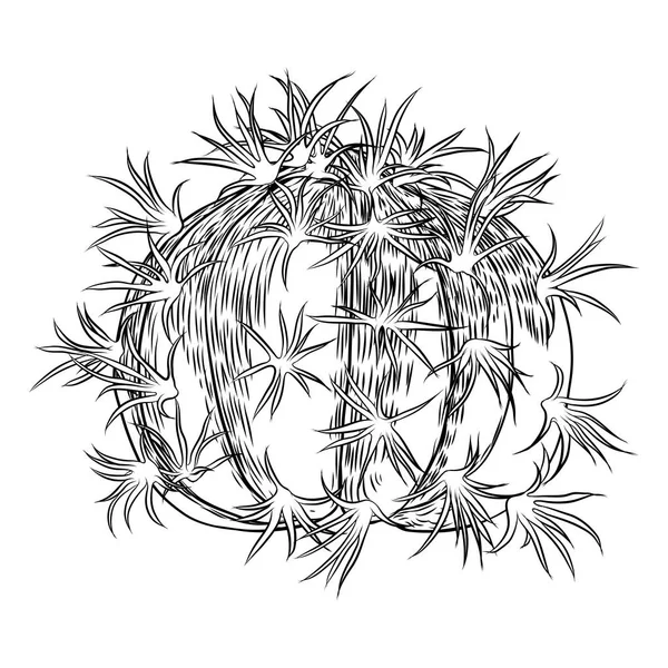 Милая иллюстрация кактуса. Ручной рисунок контура кактусов и — стоковый вектор