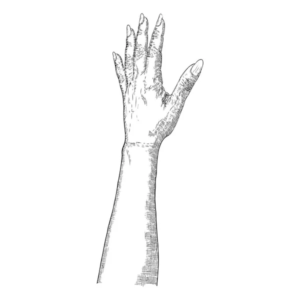 Hand drawn hand. Vector. — Stock Vector