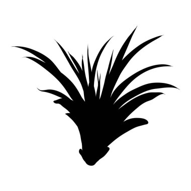 Etli kaktüs çiçek, siyah siluetler el çekilmiş terrari