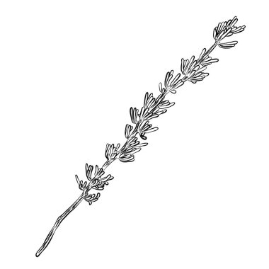 Egzotik kaktüs aile pantolon. Vahşi kaktüs orman öğeleri. El dra