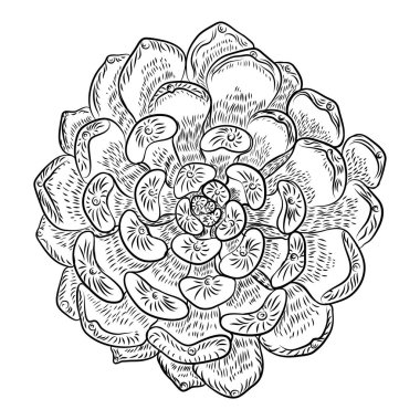 Tropikal bitki, el çizimi, kaktüs çiçek guzmania, echeveria,