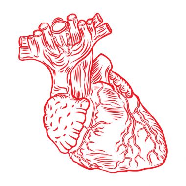 Aort, damarları ve arterler üzerinde beyaz izole kırmızı insan kalp