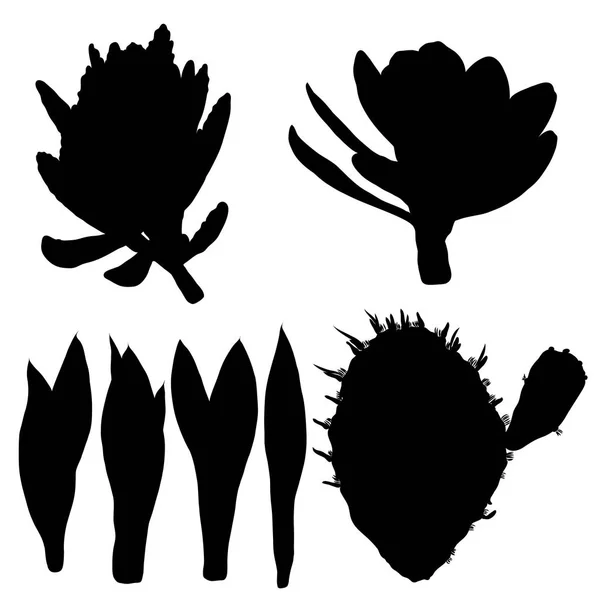Set med svarta silhuetter kaktusar, dras hand kaktusar och suckulenter — Stock vektor