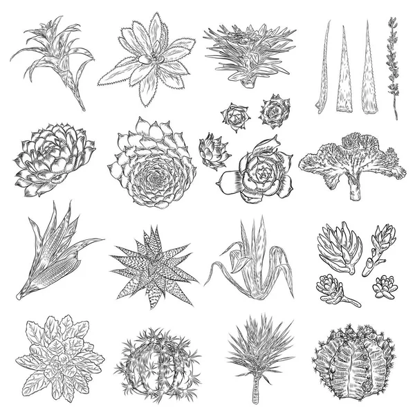Set of house indoor plant. Set of hand drawn different cactuses — Stock Vector