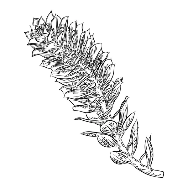Succulente branche de cactus. Fleur dessinée à la main. Floral exotique — Image vectorielle