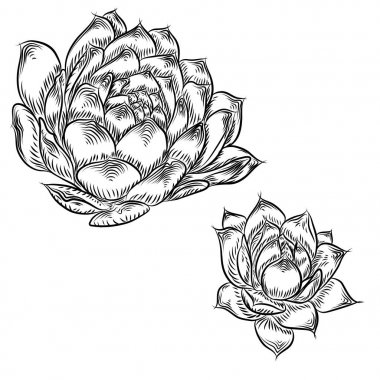 Tropikal bitki, el çizimi, kaktüs çiçek guzmania, echeveria,