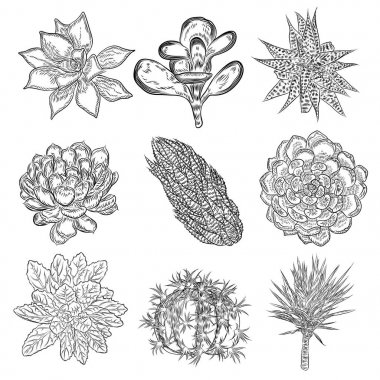 Dizi succulents, kaktüs buket, Echeveria çizimler, botanik