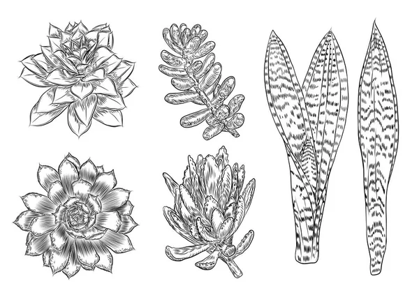Conjunto de cactus salvajes. Cactus espinosos dibujados a mano. Terrario cactus coll — Vector de stock