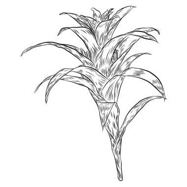 Egzotik kaktüs aile pantolon. Vahşi kaktüs orman öğeleri. El dra