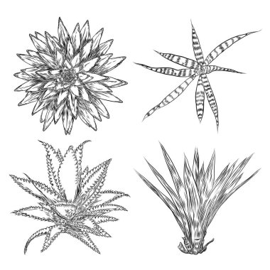 Kaktüsler çiçek kümesi. Kaktüs ve succulents koleksiyonu. Elle çizilmiş v