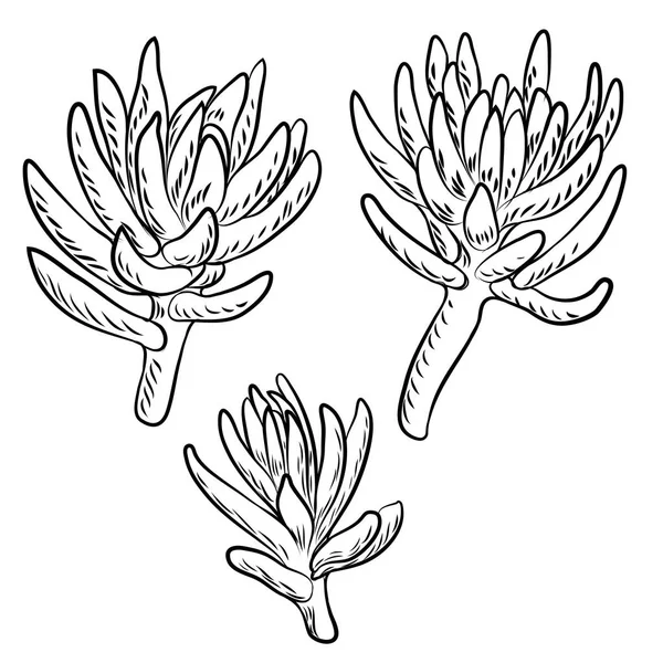 Dessin de cactus Bouquets succulents éléments pour invitations, gree — Image vectorielle