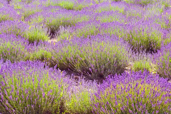 Violettes Lavendelfeld in der Provinz Ontario, Kanada, Prince Edward — Stockfoto