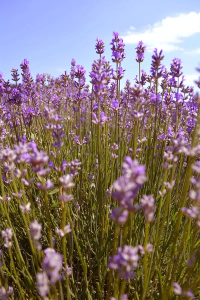 Lavender flower field, image of natural background. — Stock Photo, Image