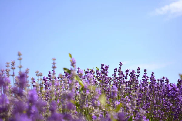 Lavenders flowers. Ontario, Canada, Prince Edward Country. — Stock Photo, Image