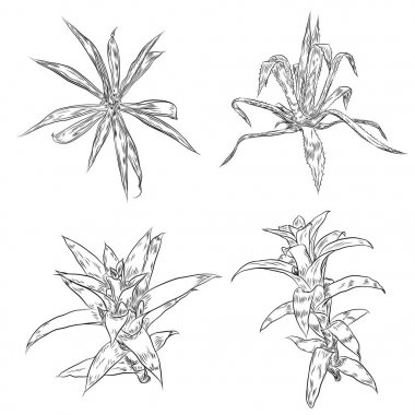 Kaktüsler çiçek kümesi. Kaktüs ve succulents koleksiyonu. Elle çizilmiş v