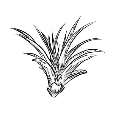 Hava bitki Tillandsias kaktüs moda tasarımı için. Kaktüsler ruh kaşar