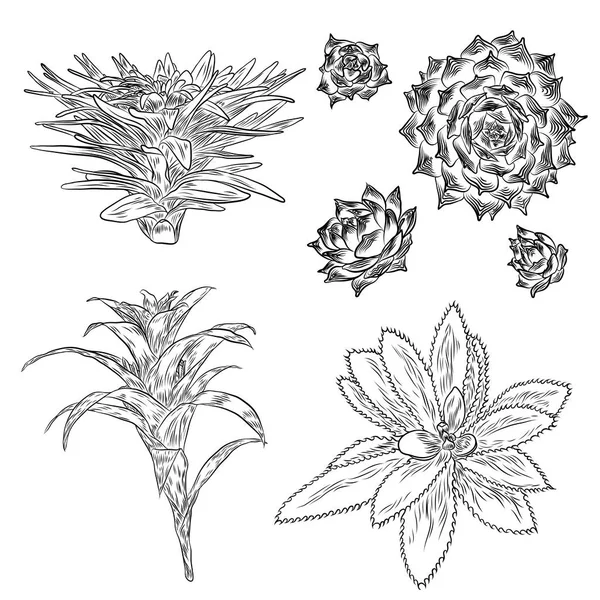Дикий кактус. Колючие кактусы, нарисованные вручную. Терракотовый кактус — стоковый вектор
