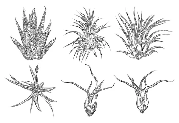 Lindas ilustraciones de cactus. Set hecho a mano. Contactos esbozados a mano — Archivo Imágenes Vectoriales