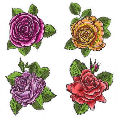 Gül çiçek, kırmızı pembe, sarı ve turuncu kafa tomurcukları ve gr açmak