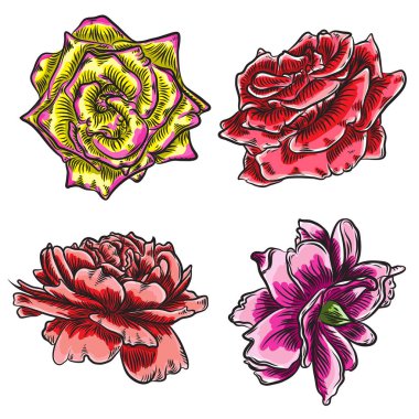 Gül çiçek, kırmızı pembe, sarı ve turuncu kafa tomurcukları. İzole o