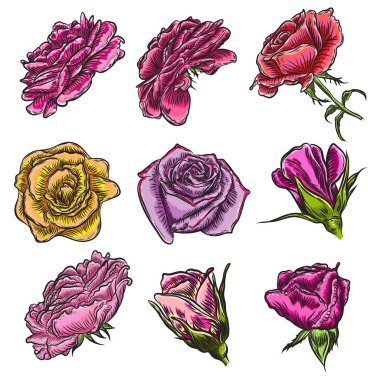 Güzel güller çiçeklenme kümesi beyaz arka plan üzerinde izole başkanları.