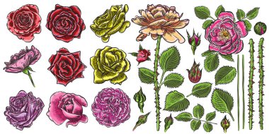 Çiçek buketi tasarım öğeleri ile Bahçe kırmızı gül çiçekler 