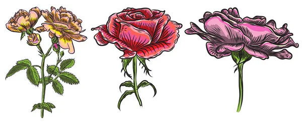 Belas rosas vermelhas e folhas caules set. Acordos florais — Vetor de Stock