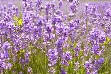 Lavanta çalılar sunset bulvarında kapatın. Çalılar lavanta çiçekleri b