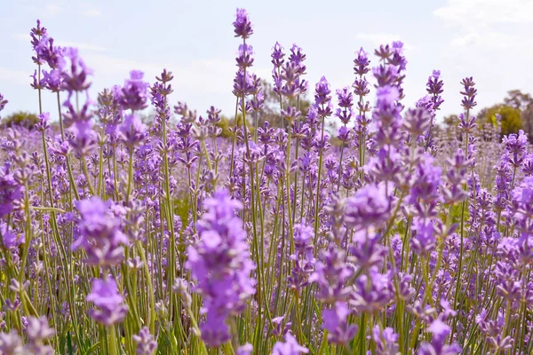 Lavender flower field, image of natural background. — Stock Photo, Image