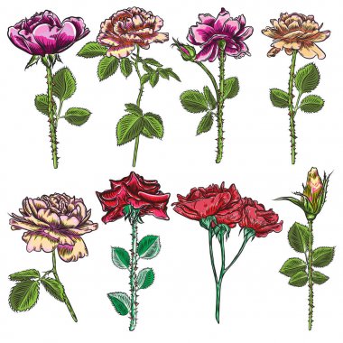 Güzel kırmızı gül ve yaprakları kaynaklanıyor küme. Çiçek düzenleme bou