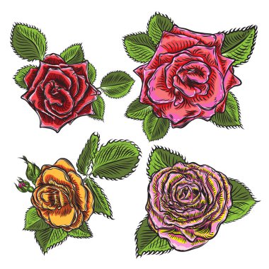 Gül çiçek, kırmızı kafa tomurcukları ve yeşil yaprakları. Beyaz izole