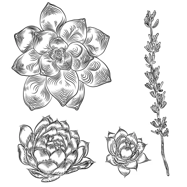Дикий кактус. Колючие кактусы, нарисованные вручную. Терракотовый кактус — стоковый вектор