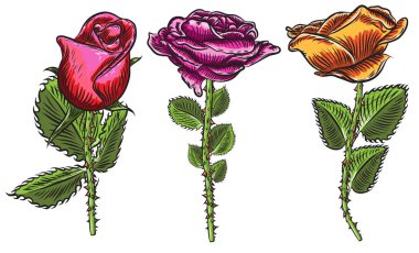 Güzel kırmızı gül ve yaprakları kaynaklanıyor küme. Çiçek düzenleme bou