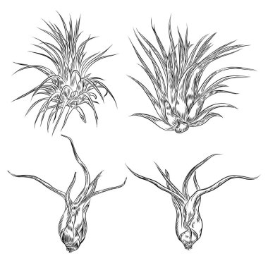 Elle çizilmiş kaktüs küme. Çöl egzotik bitkiler succulents collectio